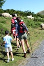 Family watching sheeps in fields Royalty Free Stock Photo