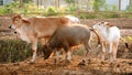 Family of water buffalo and cows Royalty Free Stock Photo