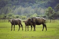 family of water buffalo standing on green grass, field among raining weather Royalty Free Stock Photo