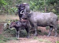 Family of Water Buffalo Standing Together in the Rain, Uda Wallawe National Park, Sri Lanka Royalty Free Stock Photo