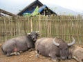 Family of Water Buffaloes