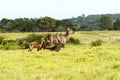 The Family -Waterbuck - Kobus Ellipsiprymnus Royalty Free Stock Photo