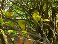 A Family of Weaver Birds