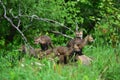 Family of 5 wet young red fox kits Royalty Free Stock Photo