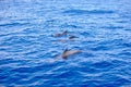 Family of whales, dolphins in the sea, ocean