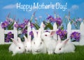 Family of white albino bunny rabbits Happy Mother`s Day text