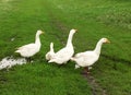 Family of white animals geese go to drink water Royalty Free Stock Photo