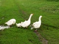 Family of white animals geese go to drink water Royalty Free Stock Photo