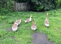 Family of white animals geese go to drink water from the pond Royalty Free Stock Photo