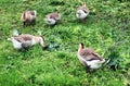 Family of white animals geese go to drink water from the pond Royalty Free Stock Photo