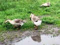 Family of white animals geese go to drink water from the pond Royalty Free Stock Photo