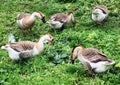 Family of white animals geese go to drink water from the pond Royalty Free Stock Photo