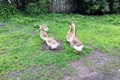 Family of white animals geese go to drink water from the pond Royalty Free Stock Photo