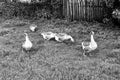 Family of white animals goose gander go to drink water Royalty Free Stock Photo