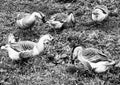 Family of white animals goose gander go to drink water Royalty Free Stock Photo