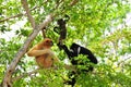 Family of white-cheeked gibbons in zoo Royalty Free Stock Photo