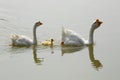 Family of white goose are swimming in the lake. Royalty Free Stock Photo