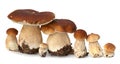 Family of white porcini. Wild Foraged Mushroom selection isolated on background, with shadow. Boletus Edulis mushrooms