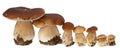 Family of white porcini. Wild Foraged Mushroom selection isolated on background, with shadow. Boletus Edulis mushrooms Royalty Free Stock Photo