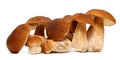 Family of white porcini. Wild Foraged Mushroom selection isolated on background, with shadow. Boletus Edulis mushrooms Royalty Free Stock Photo