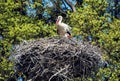 Family of White stork (Ciconia ciconia) in the nest, animal scene