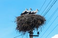 Family of White storks