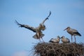 Family of White storks making a nest under the blue clear sky Royalty Free Stock Photo