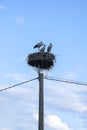 Family of storks on nest on the electric pole