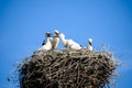 Family of white storks in the nest. Royalty Free Stock Photo