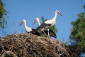 White storks Ciconia ciconia in a nest Royalty Free Stock Photo