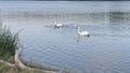 A family of swan parents with cygnets on a lake