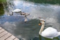 Family of white swans on Echternach lake, two adult swan and five young swan Royalty Free Stock Photo