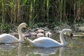 A family of swans feeds on an overgrown reed lake.