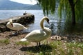 Family of white swans and young cygnets reposing on the lakeshore at the Garlate lake near Lecco. Royalty Free Stock Photo