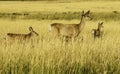 A family of Whitetail Deer in the Grass Royalty Free Stock Photo