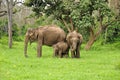 A family of wild Asian elephants