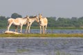 Family of wild asses by the side of lake