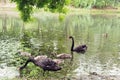 A family of wild black swans by the river in the suburbs.