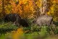 Wild boar sounder in fall Royalty Free Stock Photo