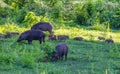 Family of Wild boar(Sus scrofa)