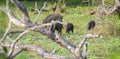 Family of wild boars roaming in the Yala national park Royalty Free Stock Photo