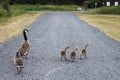Family of wild ducks walking on a road of rocks