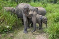 A family of wild Ceylon elephants. Sri Lanka Royalty Free Stock Photo