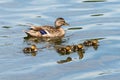 Family of Wild Ducks (Mallard) Royalty Free Stock Photo