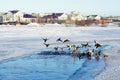 Family of wild ducks that remain to winter in the northern city