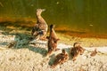 Family of wild ducks resting on the shore on a sunny day. Duck mallard female and little baby ducklings near a lake, pond or riwer Royalty Free Stock Photo