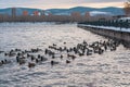 A family of wild ducks swim in the river near the city Royalty Free Stock Photo