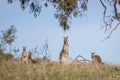 Family of Wild Eastern Grey Kangaroos, Woodlands Historic Park, Victoria, Australia, June 2019