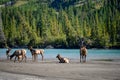 Wild Elk or also known as Wapiti Cervus canadensis in Jasper National Park, Alberta, Canada Royalty Free Stock Photo