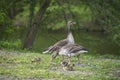 family of wild geese on a walk Royalty Free Stock Photo